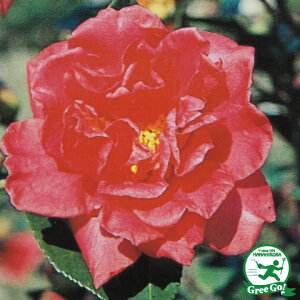 TUJ c yǎi傤̂Ђjz 0.7m c R c A Ԗ  _ ډB Ύ 