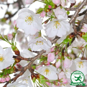 庭木 桜 盆栽 植木の人気商品 通販 価格比較 価格 Com