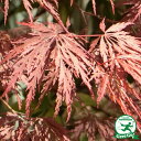 楽天市場 花木 庭木 植木 庭木 Tall Tree 立木 カエデ モミジ 苗木の専門店 グリーンでｇｏ