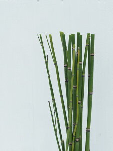 植木 盆栽 トクサの人気商品 通販 価格比較 価格 Com