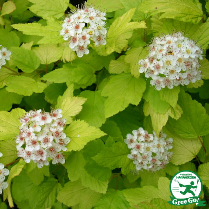 楽天市場 テマリシモツケ 苗 ダーツゴールド ポット苗 シモツケソウ 苗木 植木 花木 庭木グランドカバー 落葉樹 低木 手毬 シモツケ 苗木の専門店 グリーンでgo 楽天市場 テマリシモツケ 苗 ダーツゴールド ポット苗 シモツケソウ 苗木 植木 花木 庭木グランドカバー 落葉樹 低木 手毬 シモツケ 苗木の専門店 グリーンでgo