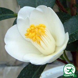   c ږؕc yM iイjd炫z 2N ڂؕc ij[ܕtj coL c A Ԗ  V{c[ _ ډB Ύ  kCE