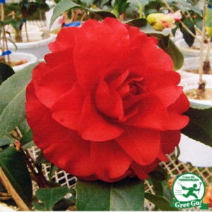 すべての花の画像 100 Epic Best椿 八重咲き 赤 すべての花の画像 100 Epic Best椿 八重咲き 赤