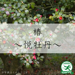 牡丹 盆栽 植木の人気商品 通販 価格比較 価格 Com
