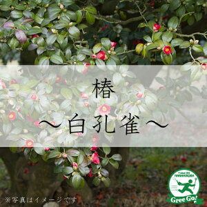 ツリー 白 農業資材 ガーデニング用品の人気商品 通販 価格比較 価格 Com