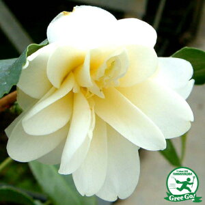 OUTLET [yVs̔] c ږؕc y@ i񂰁jd炫z 2N ڂؕc coL c A Ԗ  V{c[ _ ډB Ύ 