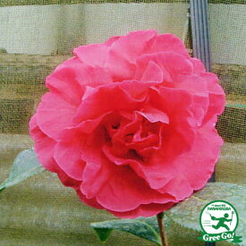 楽天市場 ピオニー 花 時期の通販