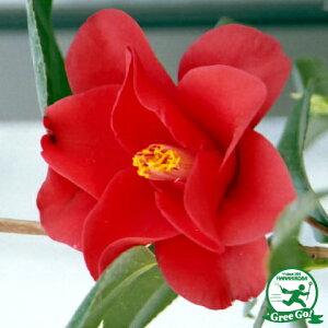   c ږؕc ybhzbc mցz 2N ڂؕc ij[ܕtj coL c A Ԗ  V{c[ _ ډB Ύ  kCE͑