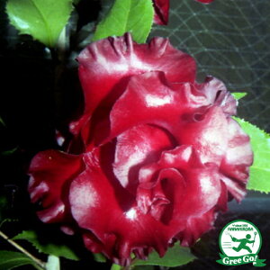  c ږؕc yubN}WbN mցz 2N ڂؕc coL c A Ԗ  V{c[ _ ډB Ύ 