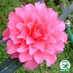  c ږؕc ysN_A mցz 2N ڂؕc coL c A Ԗ  V{c[ _ ډB Ύ 
