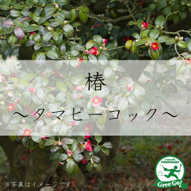 楽天市場 西洋椿の通販