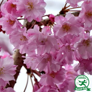 庭木 桜 盆栽 植木の人気商品 通販 価格比較 価格 Com