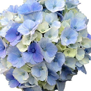 苗 紫陽花の人気商品 通販 価格比較 価格 Com