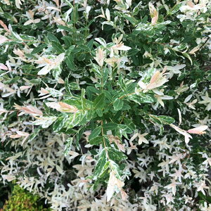  nNjVL c ynNjVLz 0.4m |bgc ij[ܕtj nOjVL c A Ԗ  t  kCE͑KpOłB