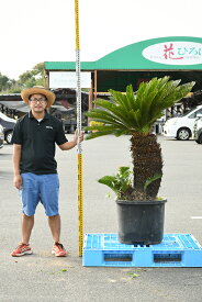 楽天市場 南国風 観葉植物の通販 楽天市場 南国風 観葉植物の通販