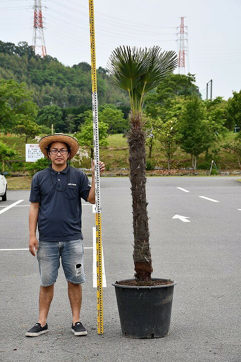 楽天市場 現品発送 耐寒性 すらっとした ヤシ 苗木 ヤシの木 トウシュロ 根巻き苗 トウジュロ 南国風 庭 木 苗木 観葉植物 植木 庭木 シンボルツリー 常緑樹 高木 メダカの産卵用 棕櫚 全国発送可 Syuro06 12 苗木の専門店 グリーンでｇｏ