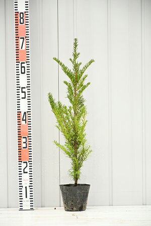 楽天市場 花木 庭木 植木 庭木 生垣 目隠し イチイ 苗木の専門店 グリーンでｇｏ