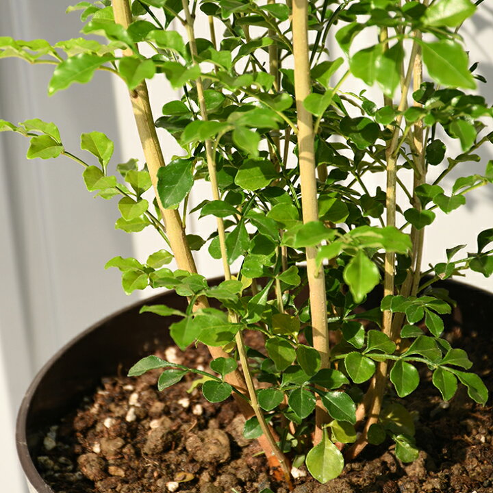 楽天市場 送料無料 シマトネリコ 苗木 鉢色が選べる シマトネリコ鉢植え フレグラーポット鉢植え アイボリーorダークブラウン 苗 植木 庭木 シンボルツリー 常緑樹 高木 北海道 沖縄は送料無料適用外です 苗木の専門店 グリーンでｇｏ