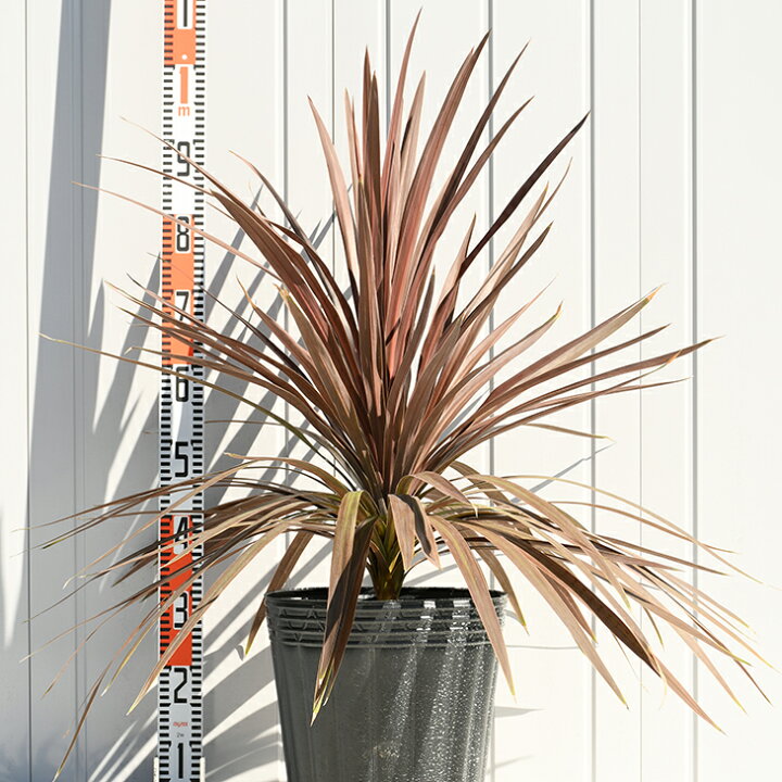 楽天市場 観葉植物 ドラセナ 苗 赤ドラセナ 約0 9m ビニールポット植え コルジリネ ニオイシュロラン 苗木 植木 庭木 シンボルツリー 常緑樹 中木 苗木の専門店 グリーンでｇｏ