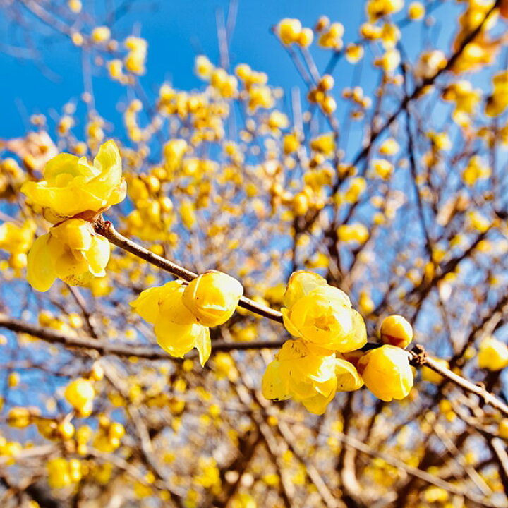 楽天市場 ロウバイ 満月ロウバイ まんげつろうばい 約1 2m 根巻き苗 蝋梅 苗木 シンボルツリー 花苗 樹木 庭木 植木 花木 落葉樹 苗木の専門店 グリーンでｇｏ