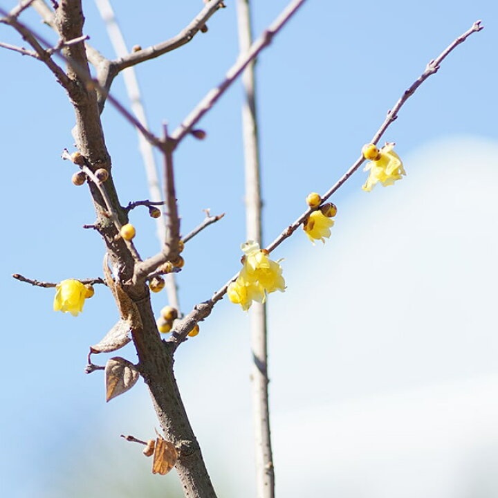 楽天市場 ロウバイ 満月ロウバイ まんげつろうばい 約1 2m 根巻き苗 蝋梅 苗木 シンボルツリー 花苗 樹木 庭木 植木 花木 落葉樹 苗木の専門店 グリーンでｇｏ