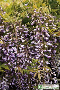  c yz 0.7m |bgc ԓ  c  t 鐫