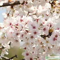 庭木 桜 植木の通販