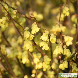 ~YL c y~YLiqEK~YLjz |bgc C~YL c  t 