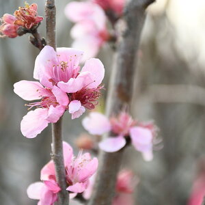 ԓ c yЂȂ̏ς iЂȂ̂悻j z 1N ڂؕc sNd c V{c[  t