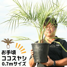 楽天市場 南国風 観葉植物の通販