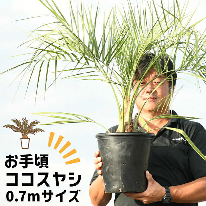 楽天市場 送料無料 ヤシ 苗木 ヤシの木 ココスヤシ 約0 7m ポット苗 ニーム小袋付き 南国風 庭 木 苗木 観葉植物 植木 庭木 シンボルツリー 常緑樹 高木 北海道 沖縄は送料無料適用外です 苗木の専門店 グリーンでｇｏ