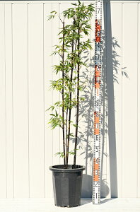 庭 目隠し 植木の人気商品 通販 価格比較 価格 Com