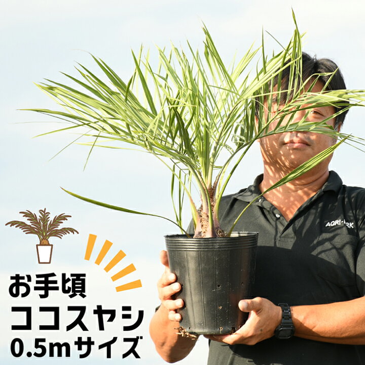 楽天市場】ヤシ 苗木 【ヤシの木 ココスヤシ】 約0.5m ポット苗 南国風  