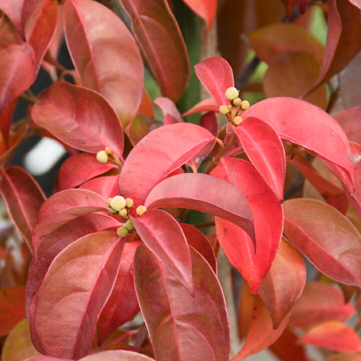 楽天市場 ヤマボウシ 苗 常緑ヤマボウシ ウィンターレッドペイジ 登録品種 約1 5m ポット苗 シンボルツリー 苗木 常緑樹 里山の木 自然派ガーデン 雑木 庭木 ウインター レッドページ 苗木の専門店 グリーンでｇｏ