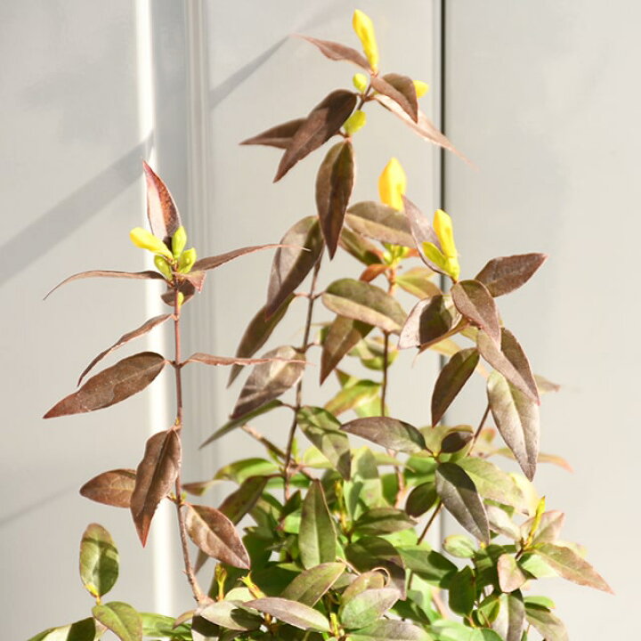 楽天市場 ジャスミン 苗 カロライナジャスミン ポット苗 苗木 植木 花木 庭木 生垣 目隠し グランドカバー フェンス つる性 常緑樹 低木 苗木の専門店 グリーンでｇｏ