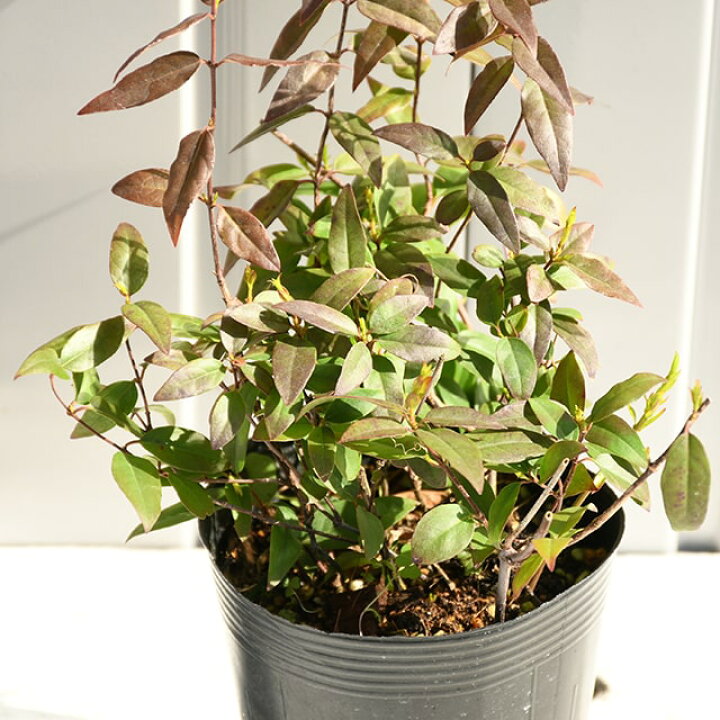 楽天市場 ジャスミン 苗 カロライナジャスミン ポット苗 苗木 植木 花木 庭木 生垣 目隠し グランドカバー フェンス つる性 常緑樹 低木 苗木の専門店 グリーンでｇｏ