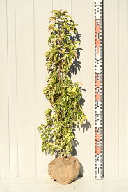 楽天市場 ヤマボウシ 庭木の通販