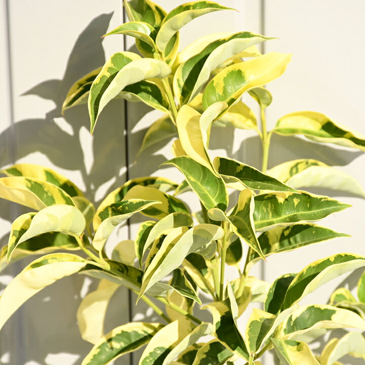 楽天市場 常緑ヤマボウシ 苗 斑入り常緑ヤマボウシ 約0 8m ポット苗 シンボルツリー 苗木 常緑樹 自然派ガーデン 雑木 庭木 苗木の専門店 グリーンでｇｏ