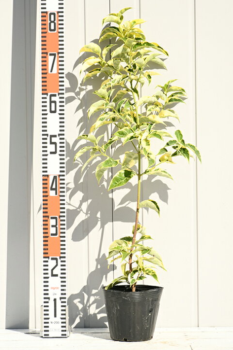 楽天市場 常緑ヤマボウシ 苗 斑入り常緑ヤマボウシ 約0 8m ポット苗 シンボルツリー 苗木 常緑樹 自然派ガーデン 雑木 庭木 苗木の専門店 グリーンでｇｏ