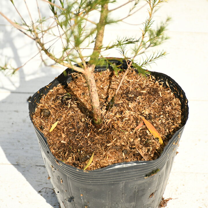 楽天市場 メラレウカ ティーツリー 苗 ラベンダーティーツリー ポット苗 苗木 低木 庭木 常緑樹 南欧風ガーデン 苗木の専門店 グリーンでgo 楽天市場 メラレウカ ティーツリー 苗 ラベンダーティーツリー ポット苗 苗木 低木 庭木 常緑樹 南欧風ガーデン 苗木の専門店 グリーンでgo