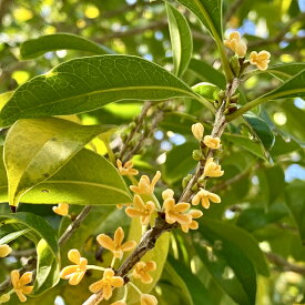 楽天市場 キンモクセイ 苗木の通販