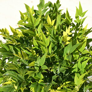 V c yie C mo^inz |bgc c A  _ ډB OhJo[ gt G Ύ 