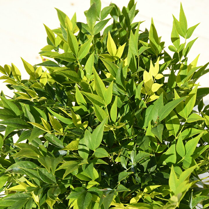 楽天市場 期間限定10 Off 南天 苗 ナンテン レモンライム 登録品種 ポット苗 苗木 植木 庭木 生垣 目隠し グランドカバー 紅葉 雑木 常緑樹 中木 苗木の専門店 グリーンでｇｏ