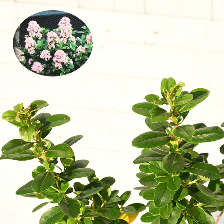 楽天市場 期間限定10 Off エスカロニア 苗 ピンクエル 登録品種 ポット苗 品種 苗木 庭木 植木 花木 常緑樹 低木 半日陰 苗木の専門店 グリーンでｇｏ