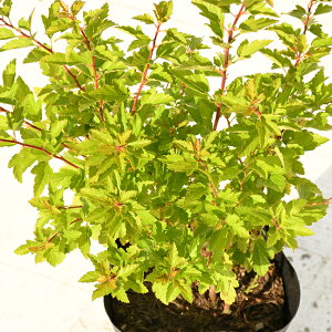 ラズベリー 盆栽 植木の人気商品 通販 価格比較 価格 Com ラズベリー 盆栽 植木の人気商品 通販 価格比較 価格 Com