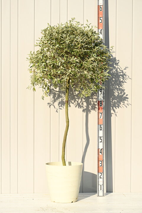 楽天市場 グミの木 苗 ロシアンオリーブ プラスチック鉢植え グミ 苗木 植木 庭木 シンボルツリー 生垣 トピアリー 落葉樹 低木 苗木の専門店 グリーンでｇｏ