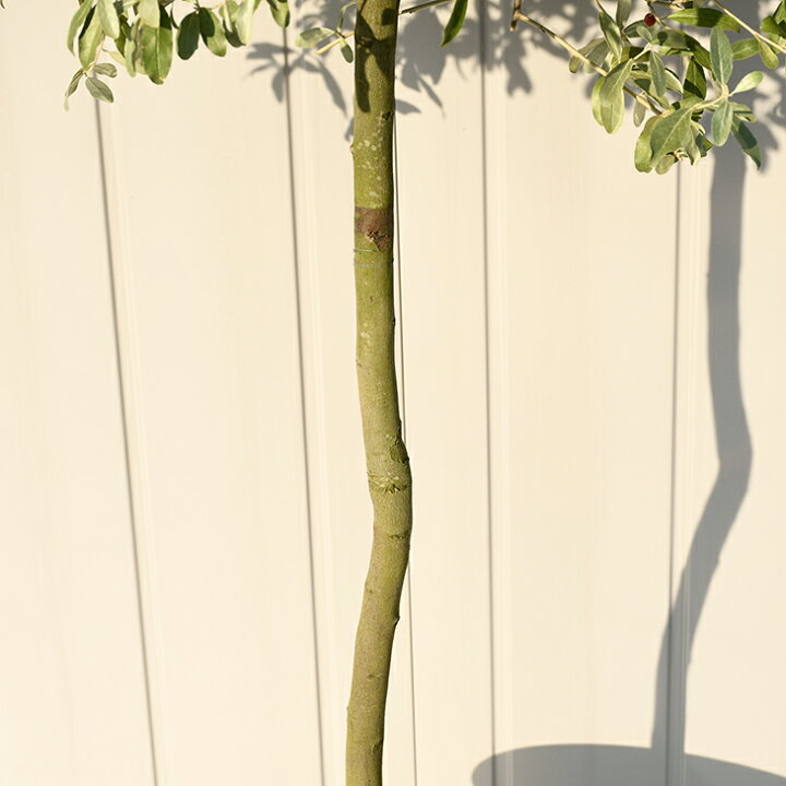 楽天市場 グミの木 苗 ロシアンオリーブ プラスチック鉢植え グミ 苗木 植木 庭木 シンボルツリー 生垣 トピアリー 落葉樹 低木 苗木の専門店 グリーンでｇｏ