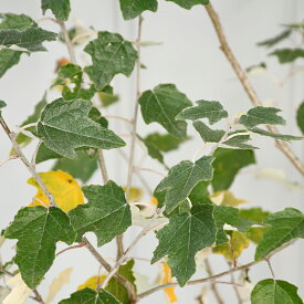 楽天市場 ポプラ の 木 葉の通販