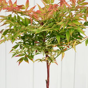 南天 盆栽 植木の人気商品 通販 価格比較 価格 Com 南天 盆栽 植木の人気商品 通販 価格比較 価格 Com