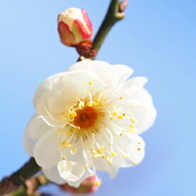 楽天市場 たまぼた 花 ガーデン Diy の通販